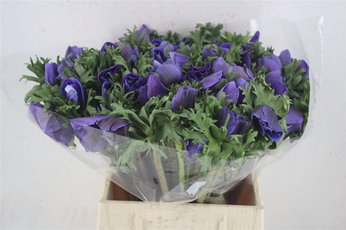 <h4>Anem Mistral Super Blue</h4>