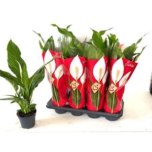 Spath Sweet Benito 3+