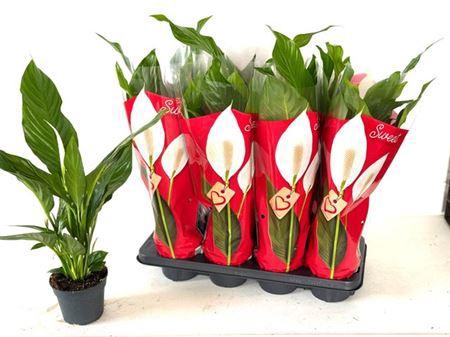 <h4>Spath Sweet Benito 3+</h4>