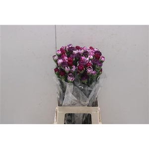 Di St Rainbow Mix Purple