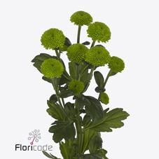 <h4>Chrys sp feeling green dark</h4>