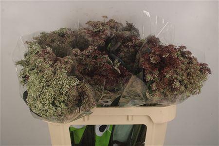 <h4>Daucus Carota Dara</h4>