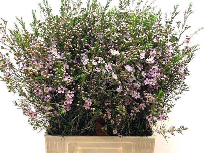 <h4>Chame Un Early Nir</h4>