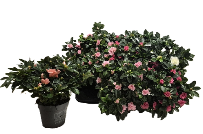 <h4>RHODO SI GEM</h4>