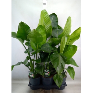 Strelitzia nicolai