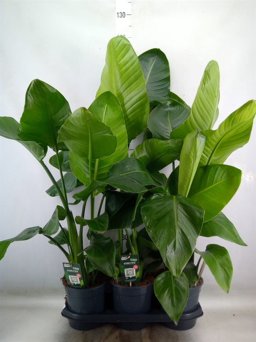 <h4>Strelitzia nicolai</h4>