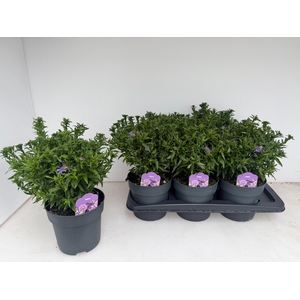 ASTER D AL PURPLE RO