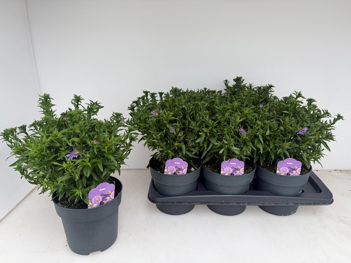 <h4>ASTER D AL PURPLE RO</h4>