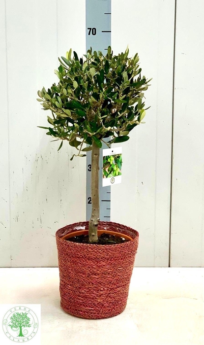 <h4>OLEA EUROPAEA</h4>