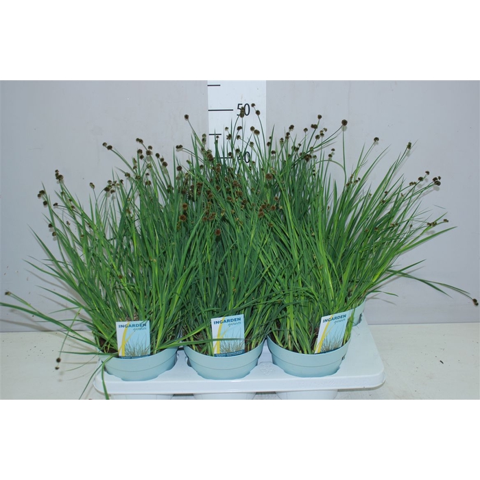 <h4>Juncus Ensifolius</h4>