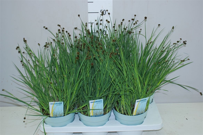 Juncus Ensifolius