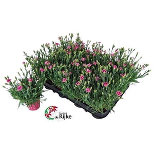 Dianthus Pink Kisses