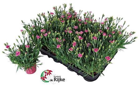 <h4>Dianthus Pink Kisses</h4>