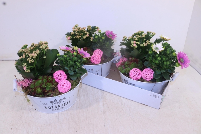 <h4>ARR TUINPLANTEN</h4>