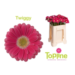 GE MI TWIGGY