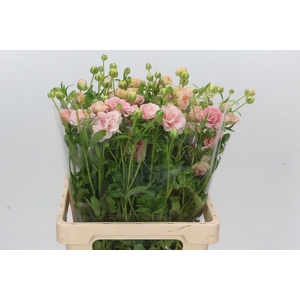 RAN CO MAG MASCARPON