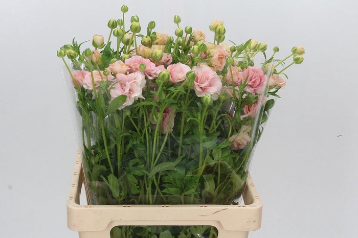 <h4>RAN CO MAG MASCARPON</h4>