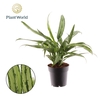 Aglaonema Cutlass
