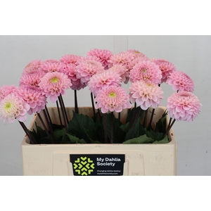 Dahlia Wizard Of Oz