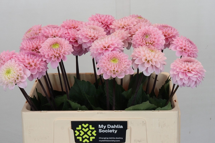 <h4>Dahlia Wizard Of Oz</h4>
