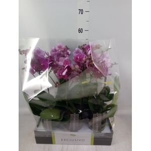 Phalaenopsis multi.   ...lilac
