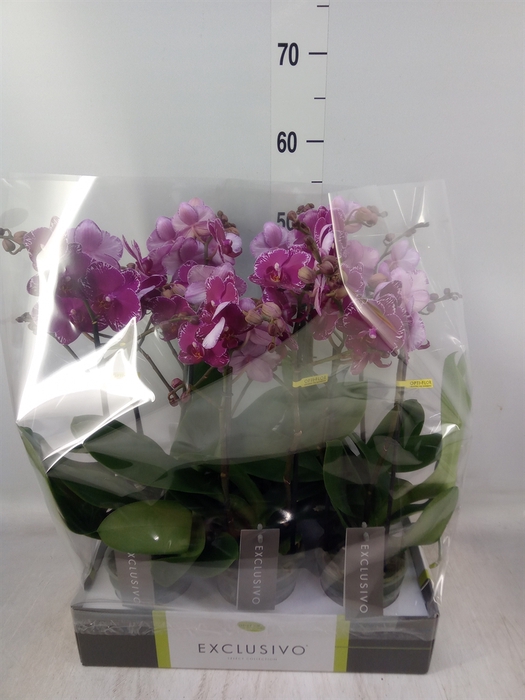 <h4>Phalaenopsis multi.   ...lilac</h4>
