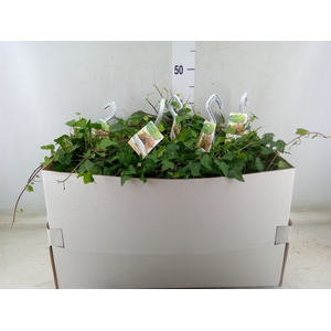 Hedera helix 'Anna'