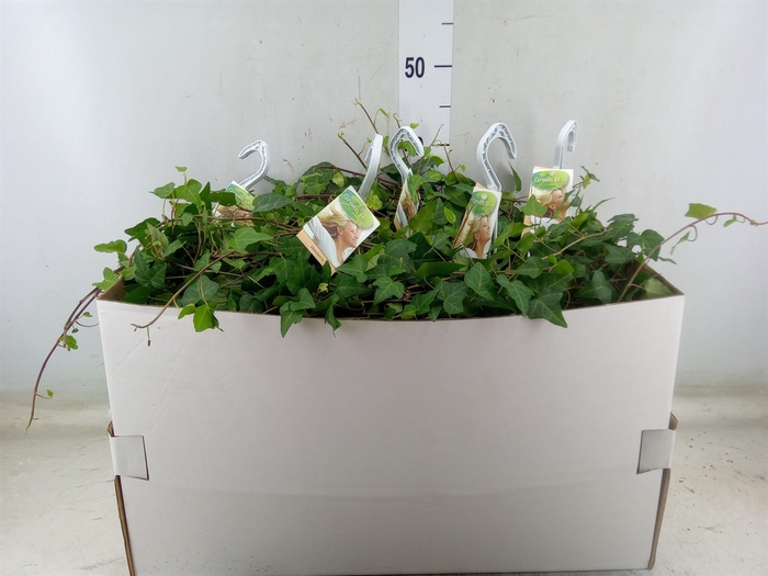 <h4>Hedera helix 'Anna'</h4>