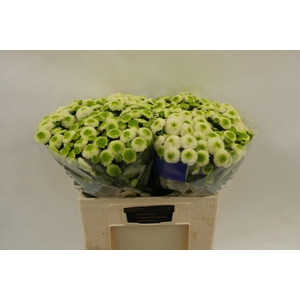 CHR S MAVERICK WHITE