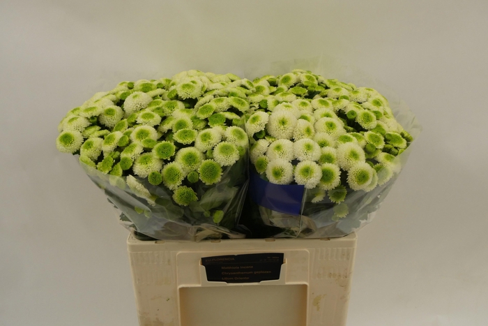 <h4>CHR S MAVERICK WHITE</h4>