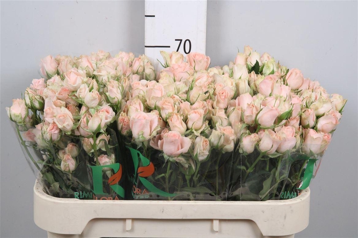 <h4>R Tr Sweet Sara</h4>