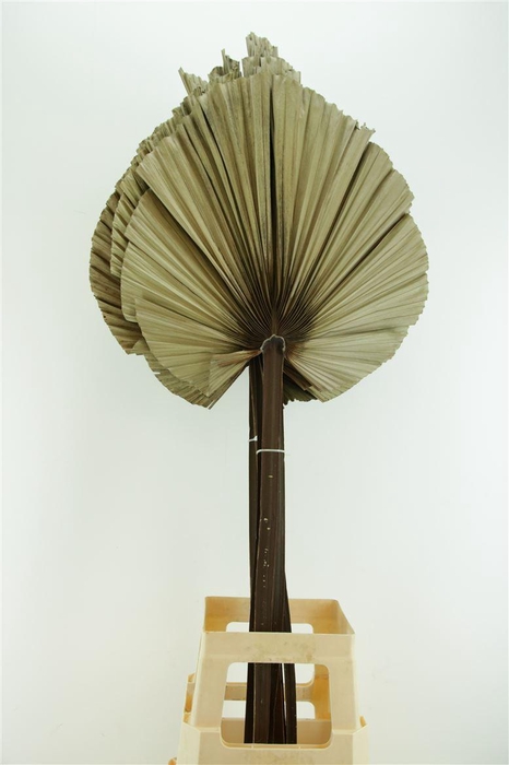 <h4>Droog Robusta Natural</h4>