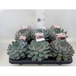 Echeveria   ...