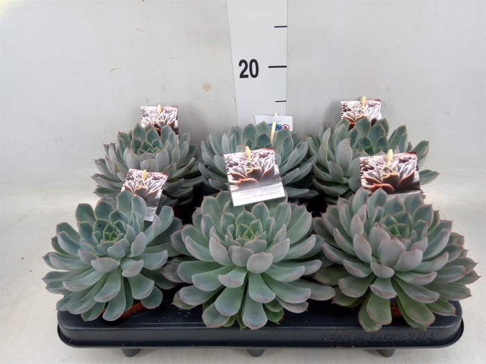 <h4>Echeveria   ...</h4>