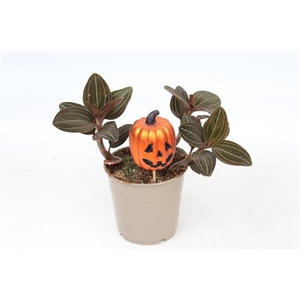 Halloween Ludisia discolor 12 cm