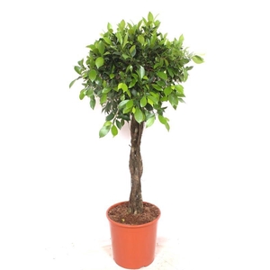 Ficus Nitida