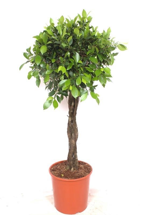 <h4>Ficus Nitida</h4>