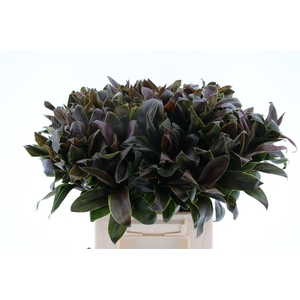 Cordyline Compacta Groen[rd]