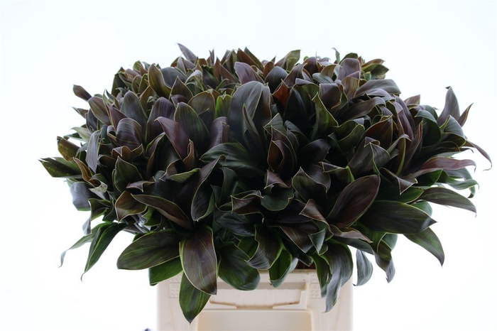 <h4>Cordyline Compacta Groen[rd]</h4>