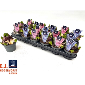 HYACIN MULT GEM 2 KL