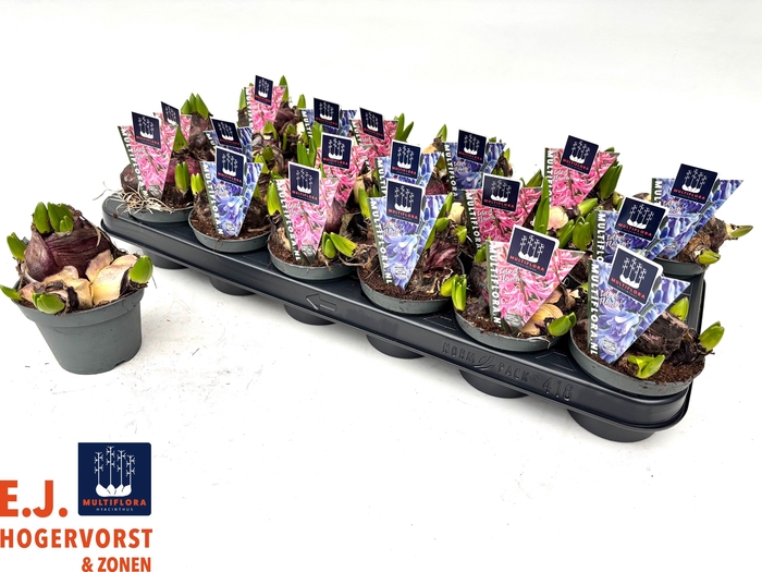 <h4>HYACIN MULT GEM 2 KL</h4>