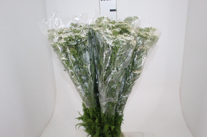 <h4>ACHILLEA MILLEFOLIUM BRANCO 070 CM</h4>