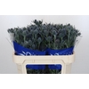 Eryngium Blue Dynamite