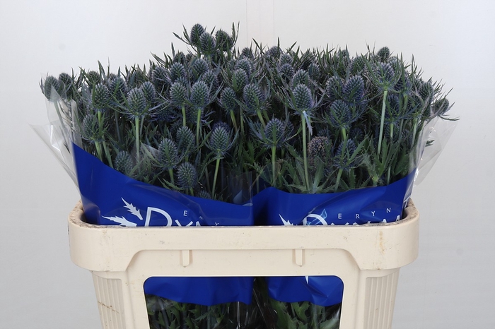 <h4>Eryngium Blue Dynamite</h4>