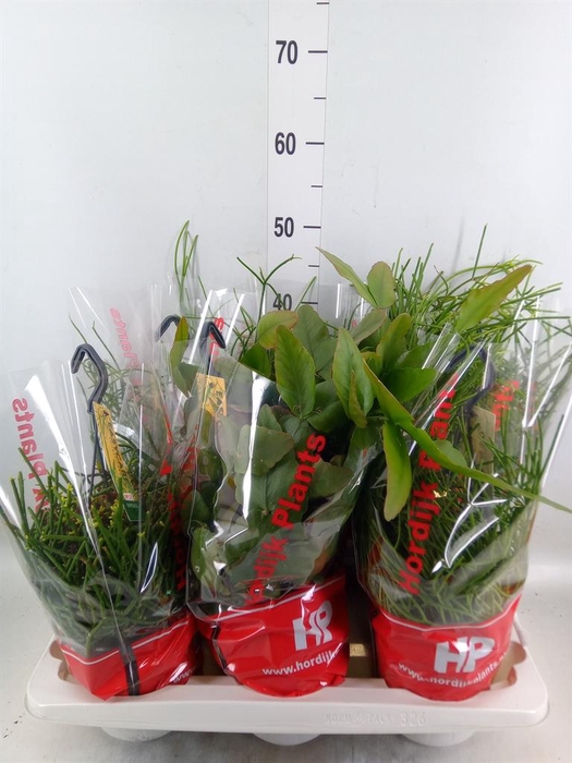 <h4>Rhipsalis   ...mix</h4>