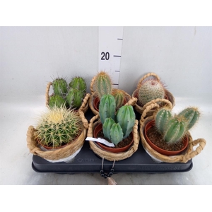 Cactus   ...