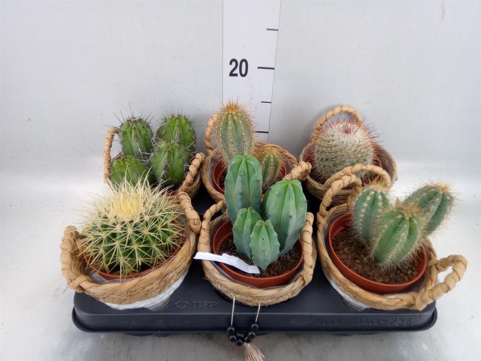 <h4>Cactus   ...</h4>