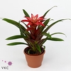 Guzmania Libby 9Ø 25cm