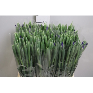 Iris Prof Blaauw