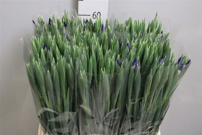 <h4>Iris Prof Blaauw</h4>